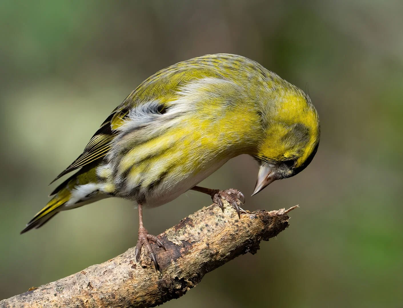 3rd Male Siskin Looking For food By John Milburn