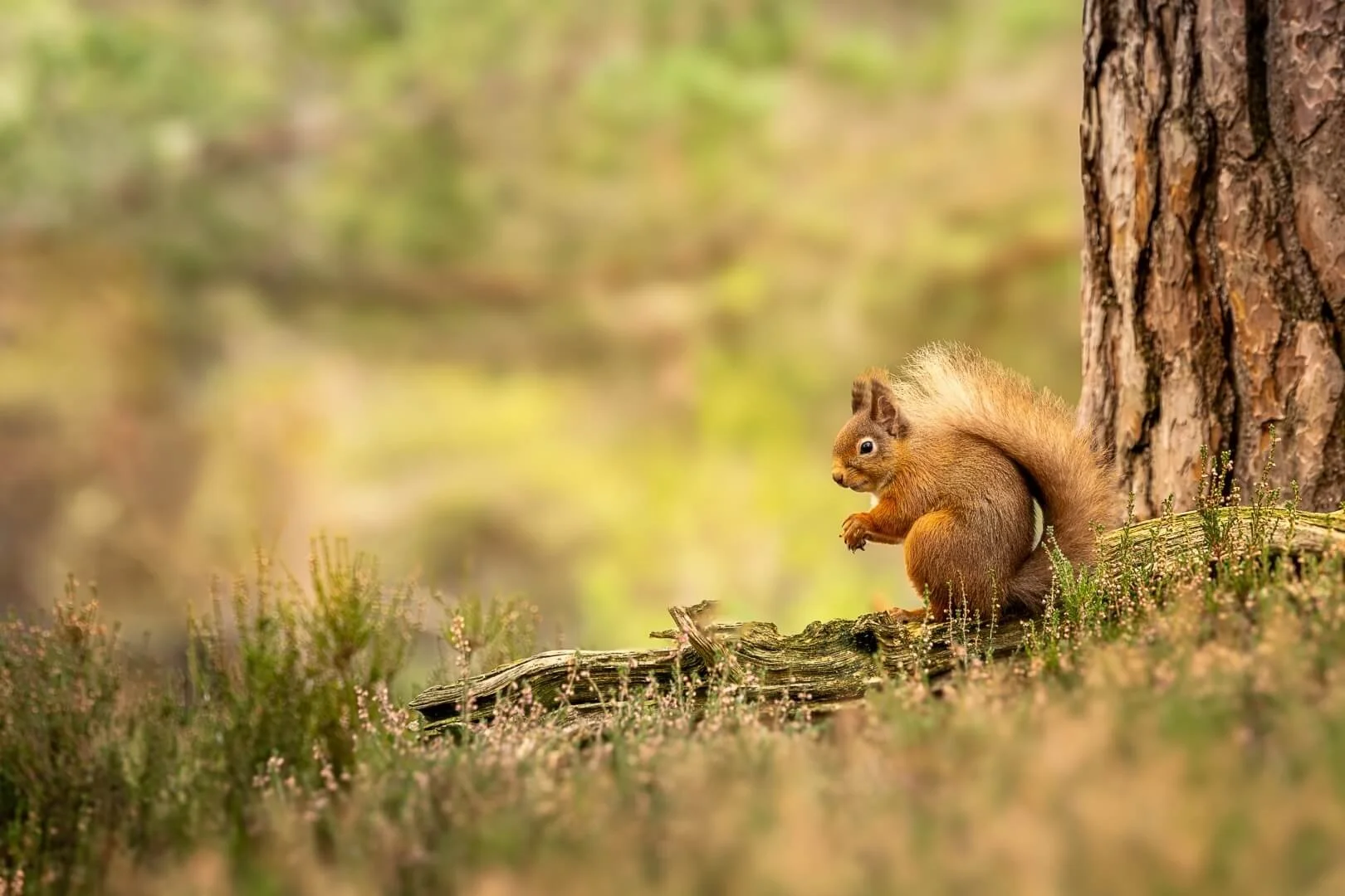 HC Alert Red Squirrel By Tony Leach