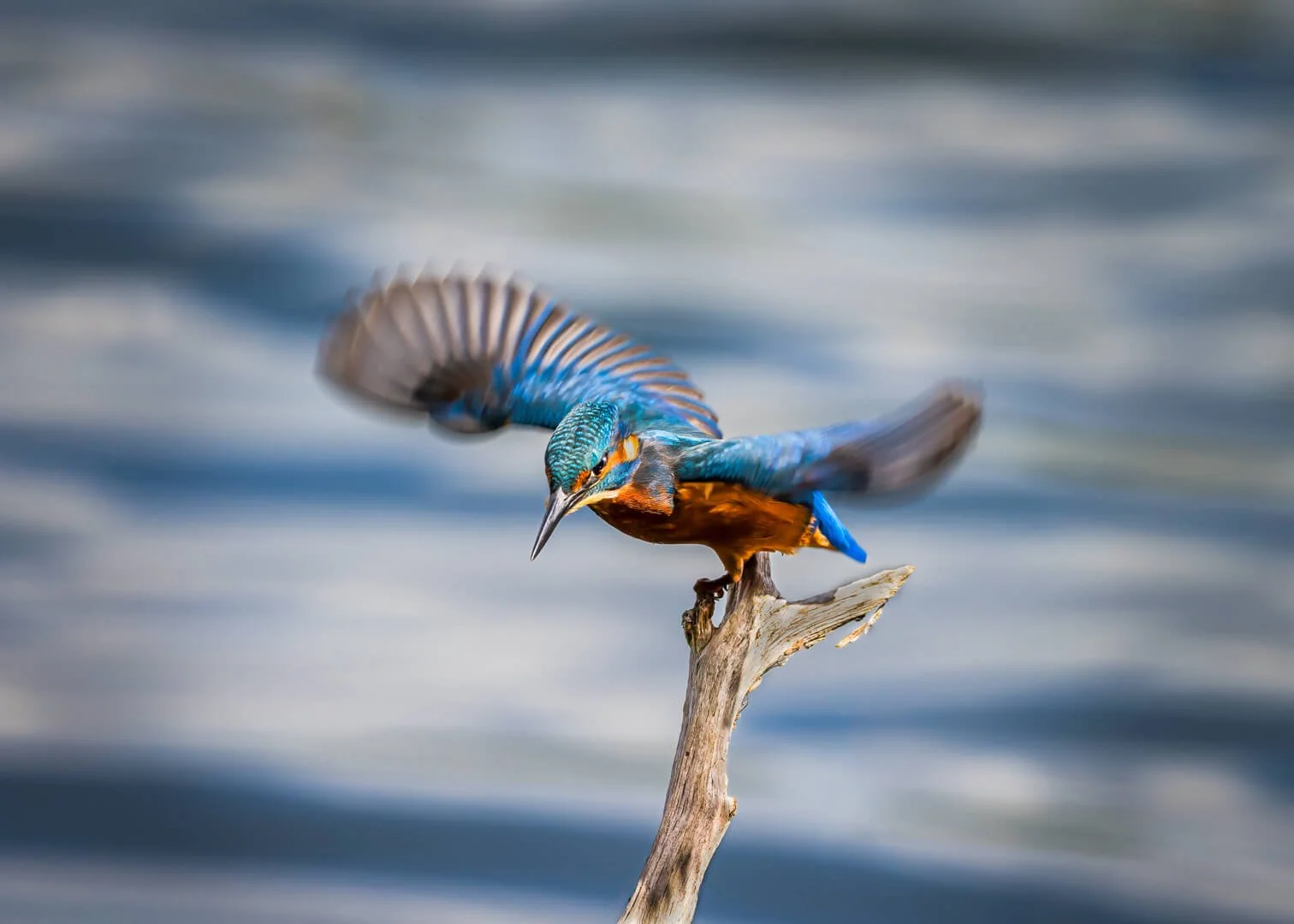 Next Meal By Gerald Clarke