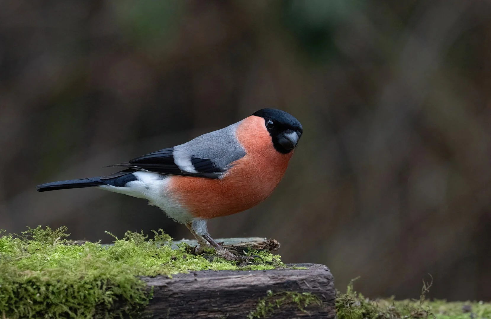 HC The Beauty Of A Bulfinch By John Milburn