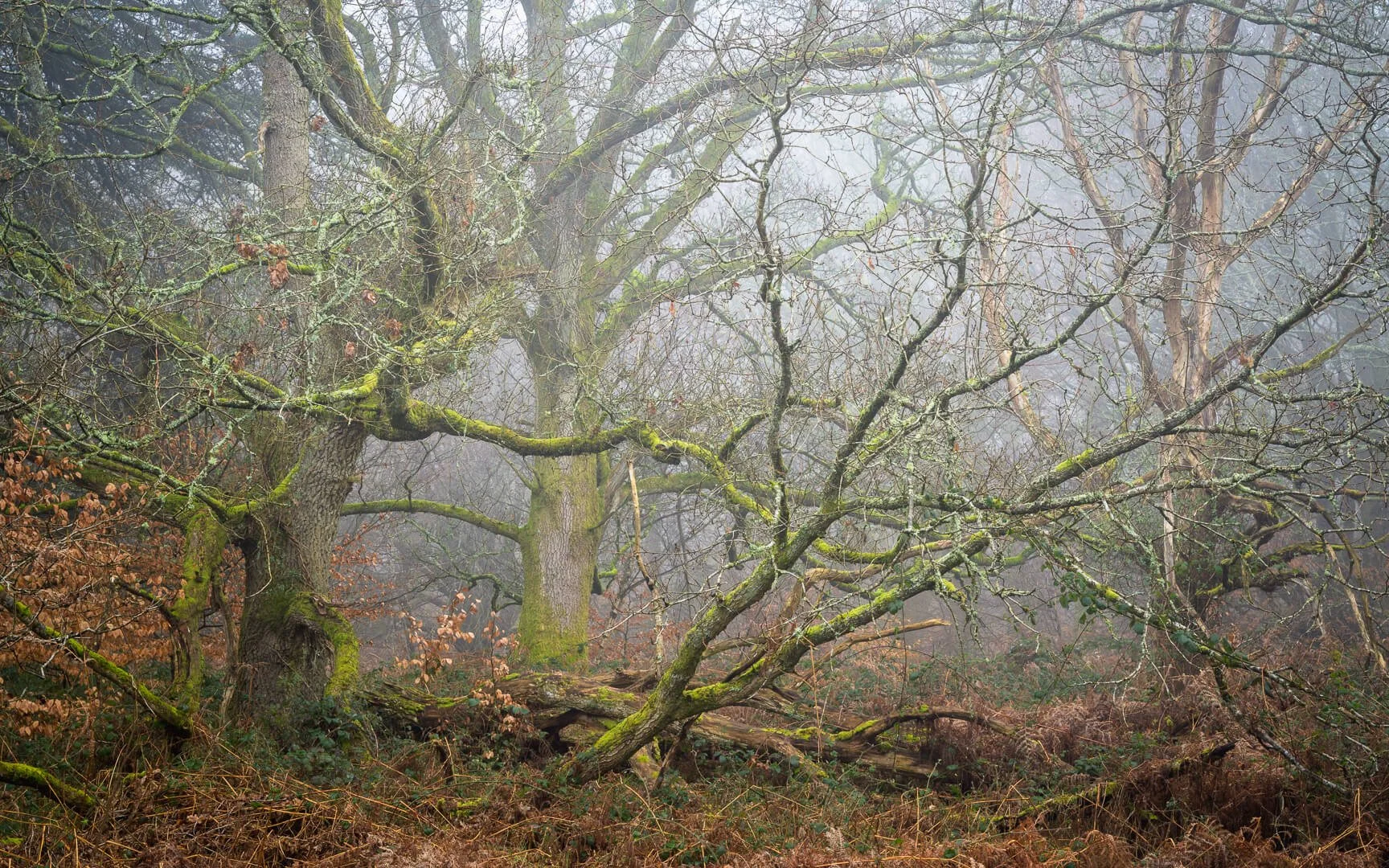 HC Fallen Branches In The Mist By David Eagle