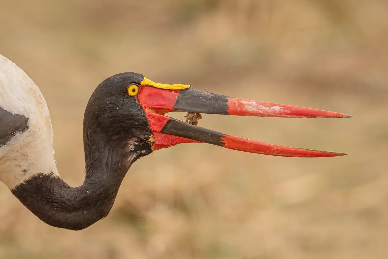 HC Saddle-billed Stork Eating Frog By Robert Harvey