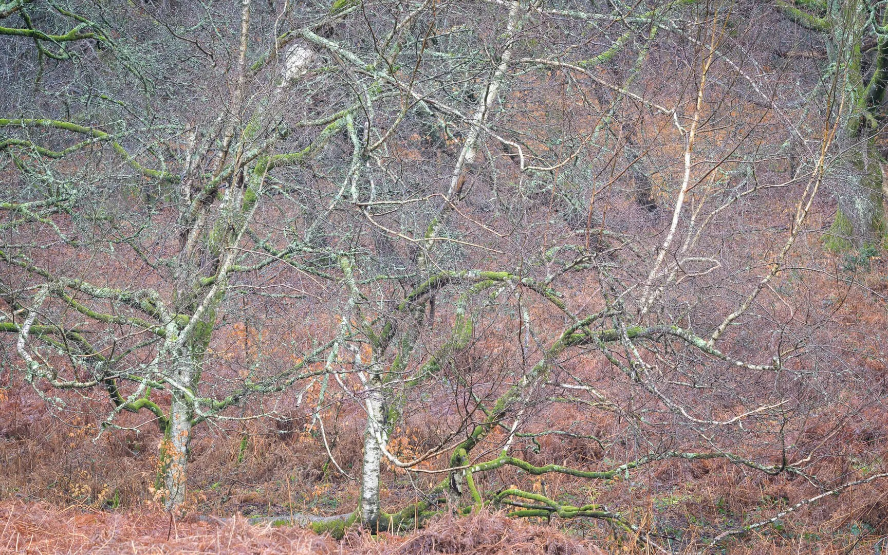 HC Silver Birch Riot By David Eagle