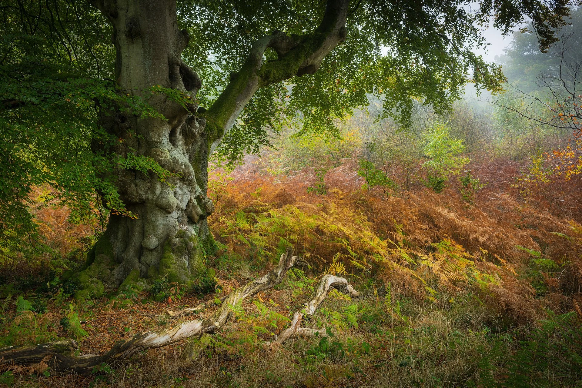 SAVERNAKE 6182.jpg