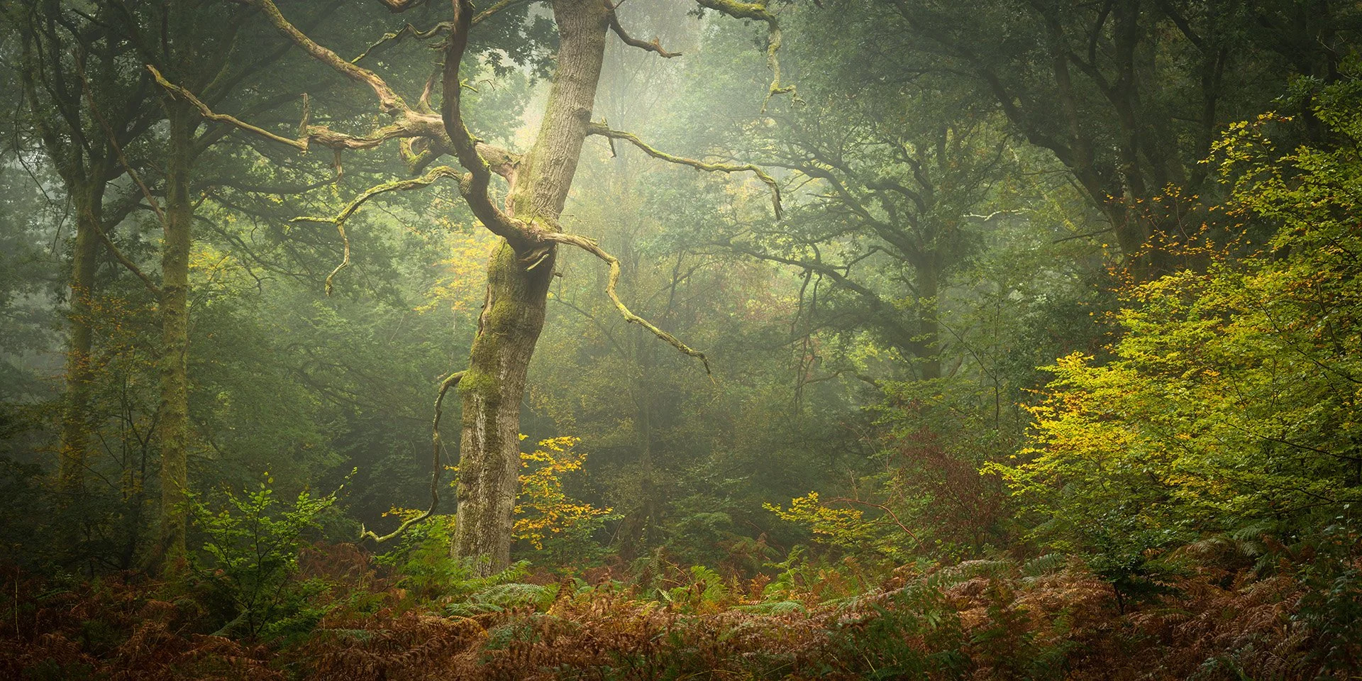 SF D810 0027-Pano.jpg