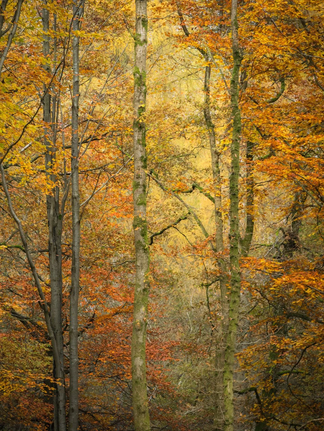 Woodland Ways