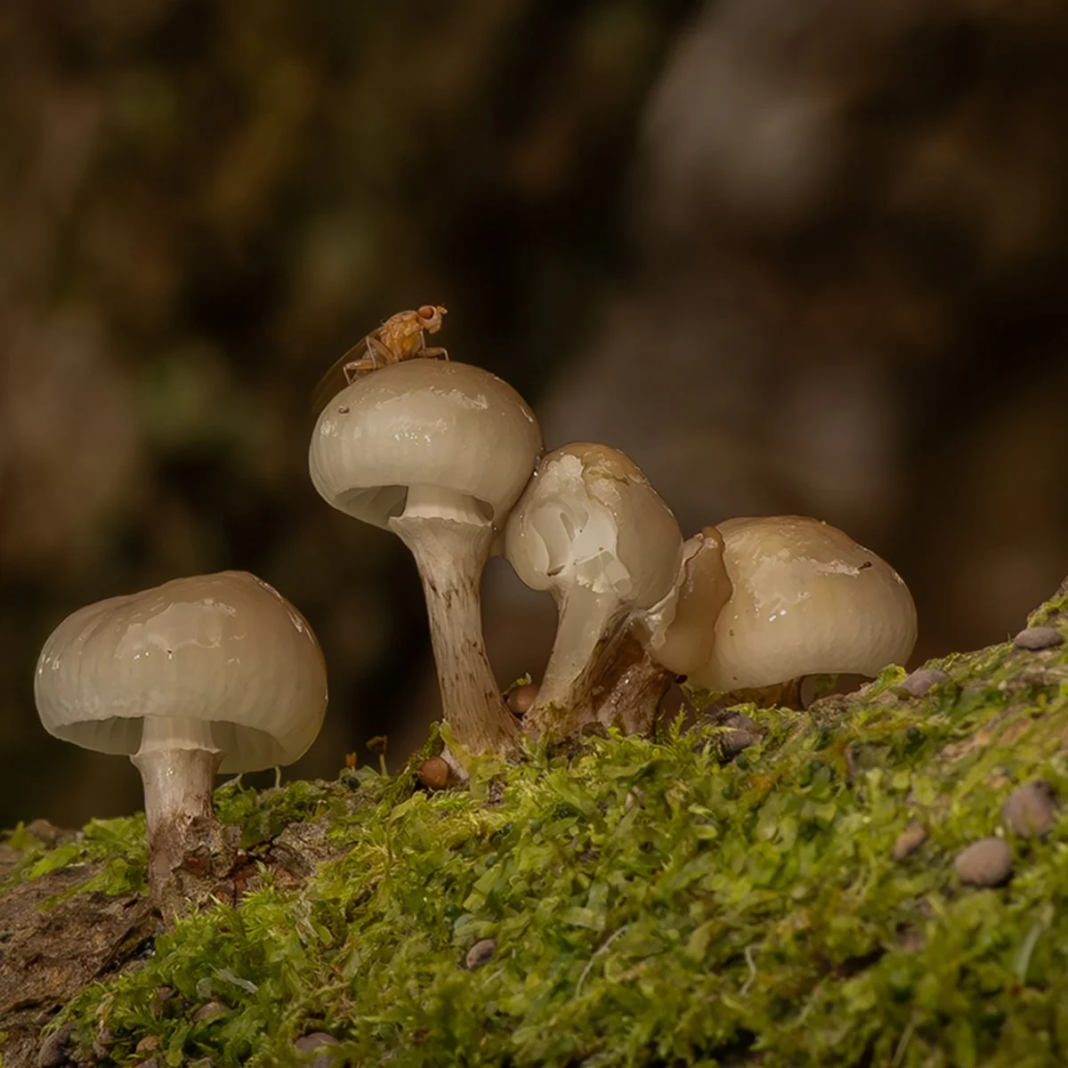 Porcelain Fungus with Fruit Fly By Caroline Wright 13