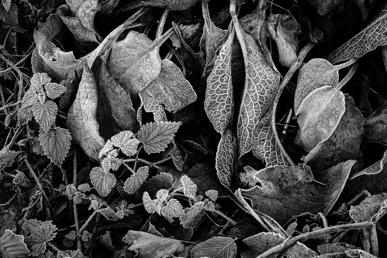 Hedgerow Flora By David Eagle 12