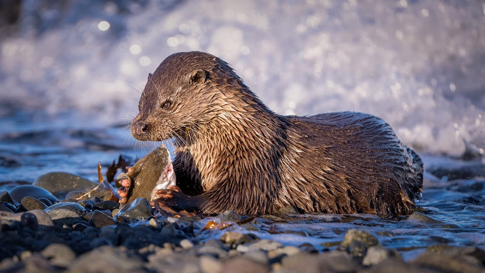 Otter Feeding in Breaking Waves By David Wilkinson 12