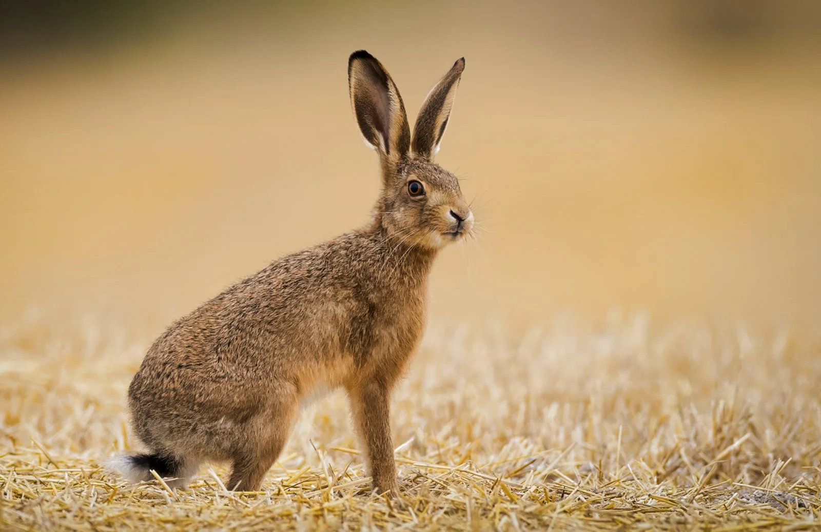 Harvest Hare By Gerald Clarke 13