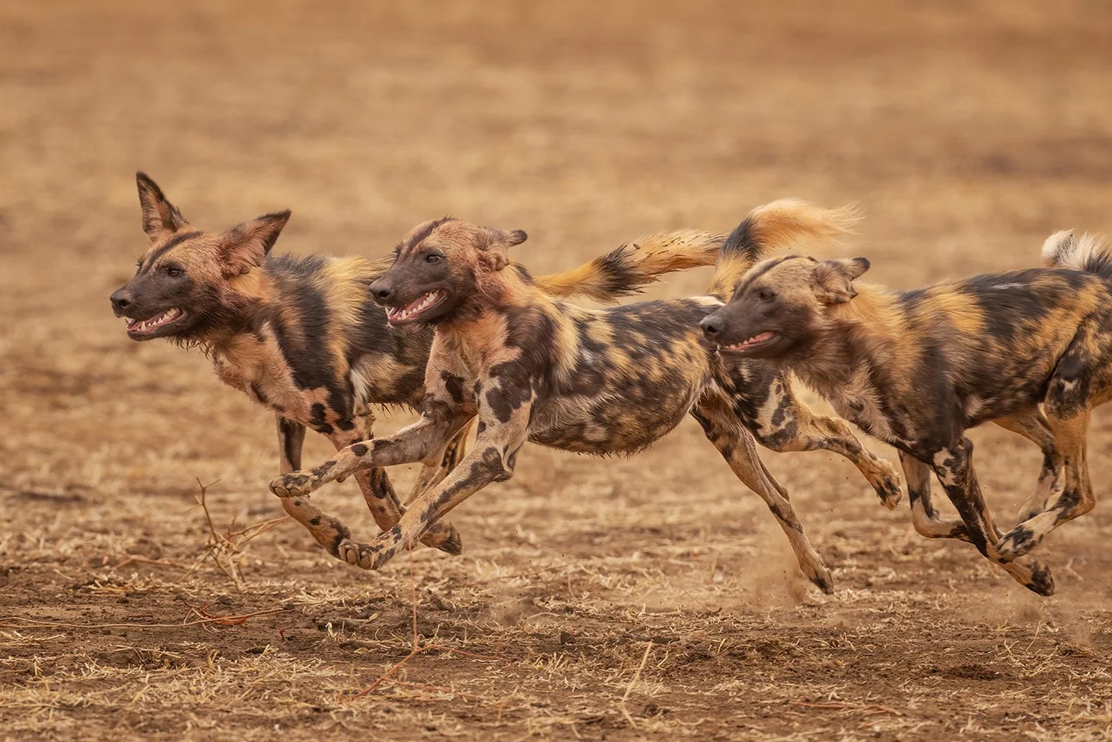 Painted Wolves Hunting By Robert Harvey 13