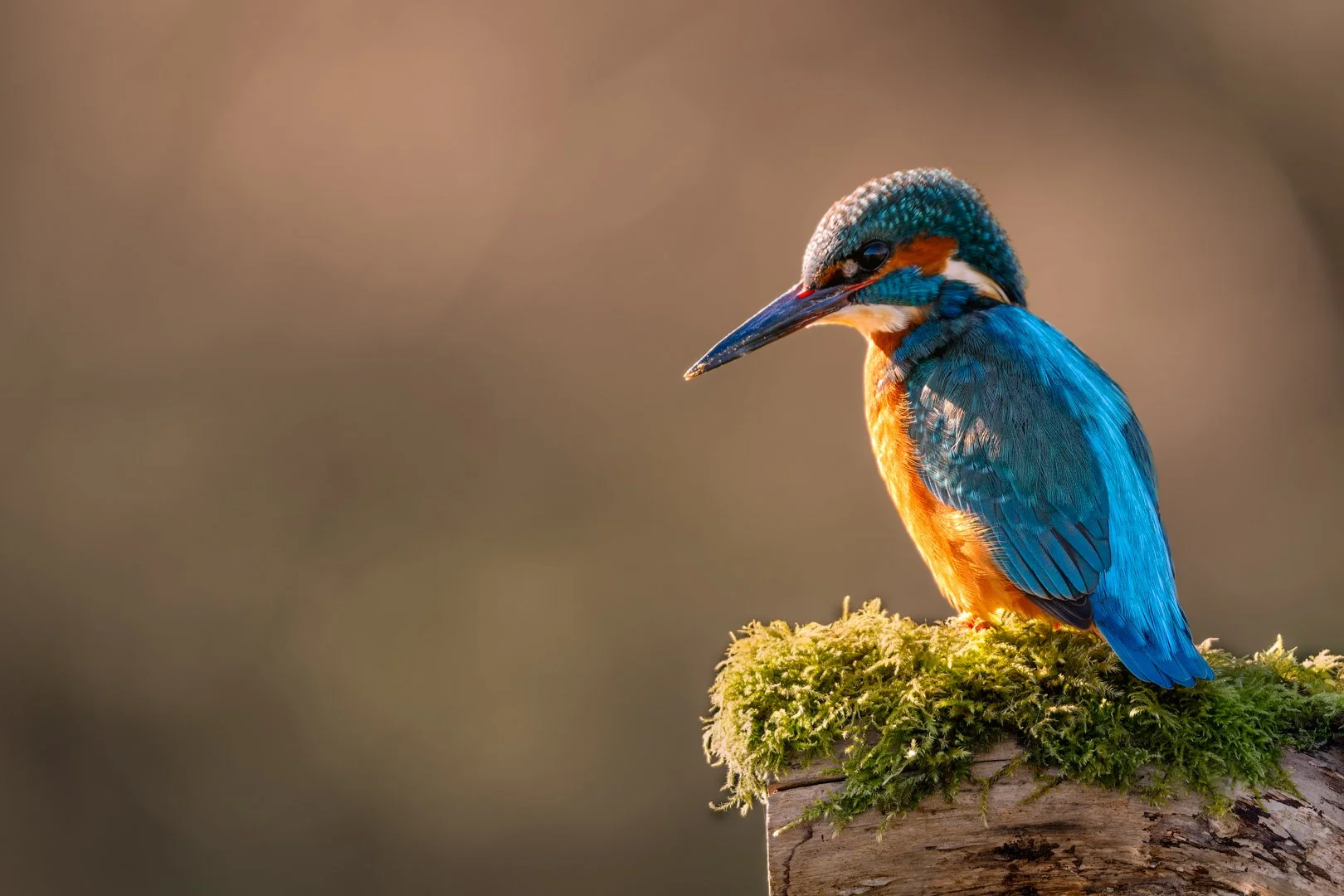 2nd The Watchful King Fisher By Peter Smith