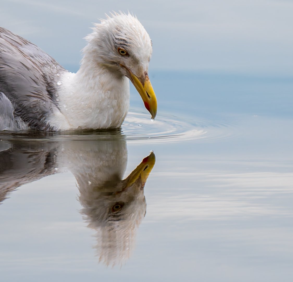 HC Reflections By Peter Smith