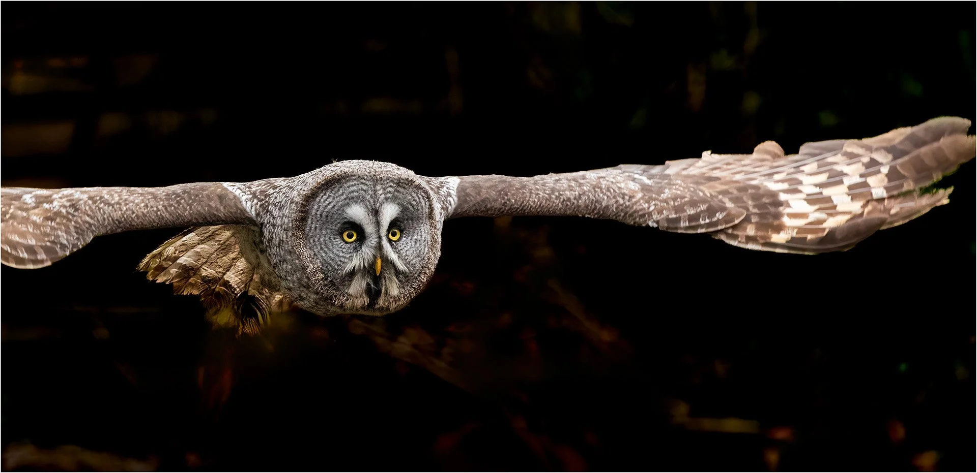 HC The Quiet Hunter By Della Cook