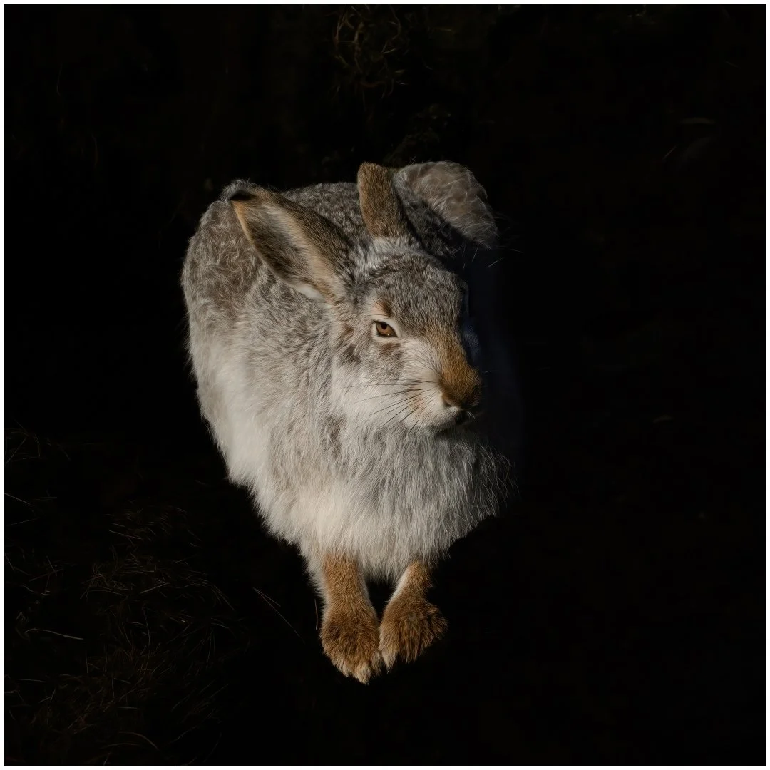 HC Mountain Hare By Richard Jones