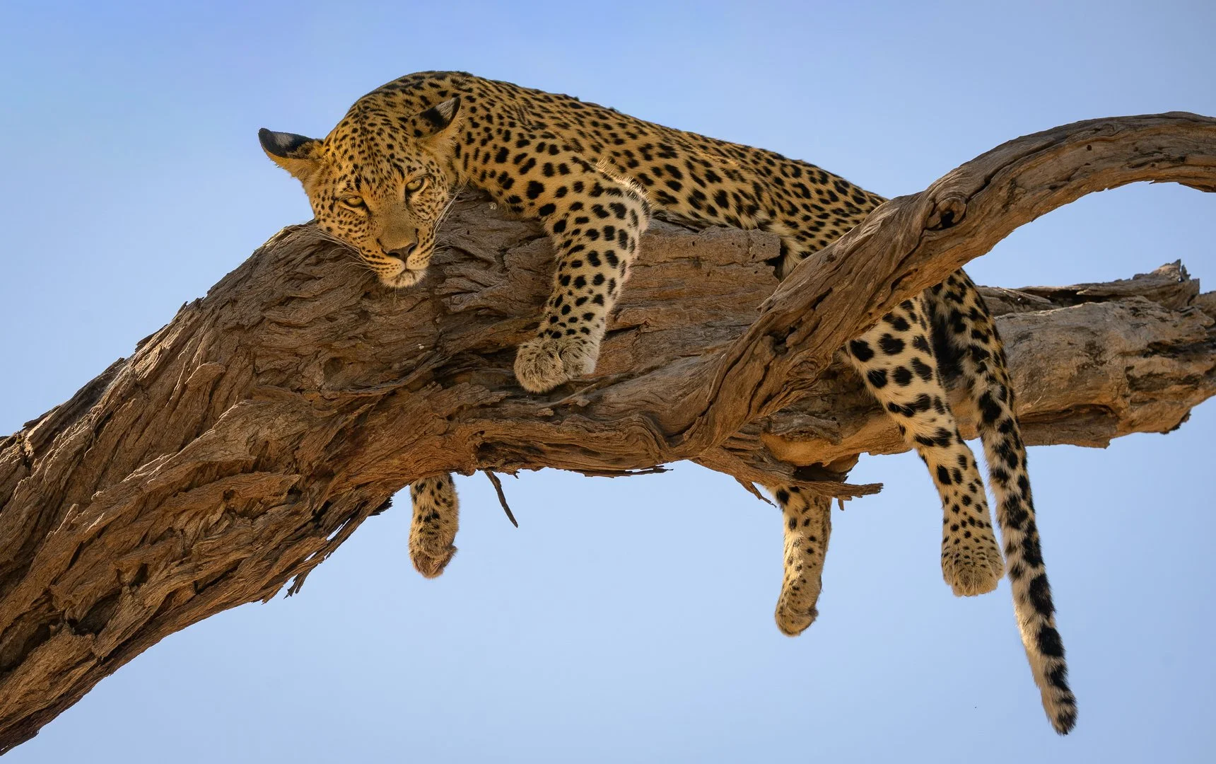 Hc \Out On A Limb By David Wilkinson