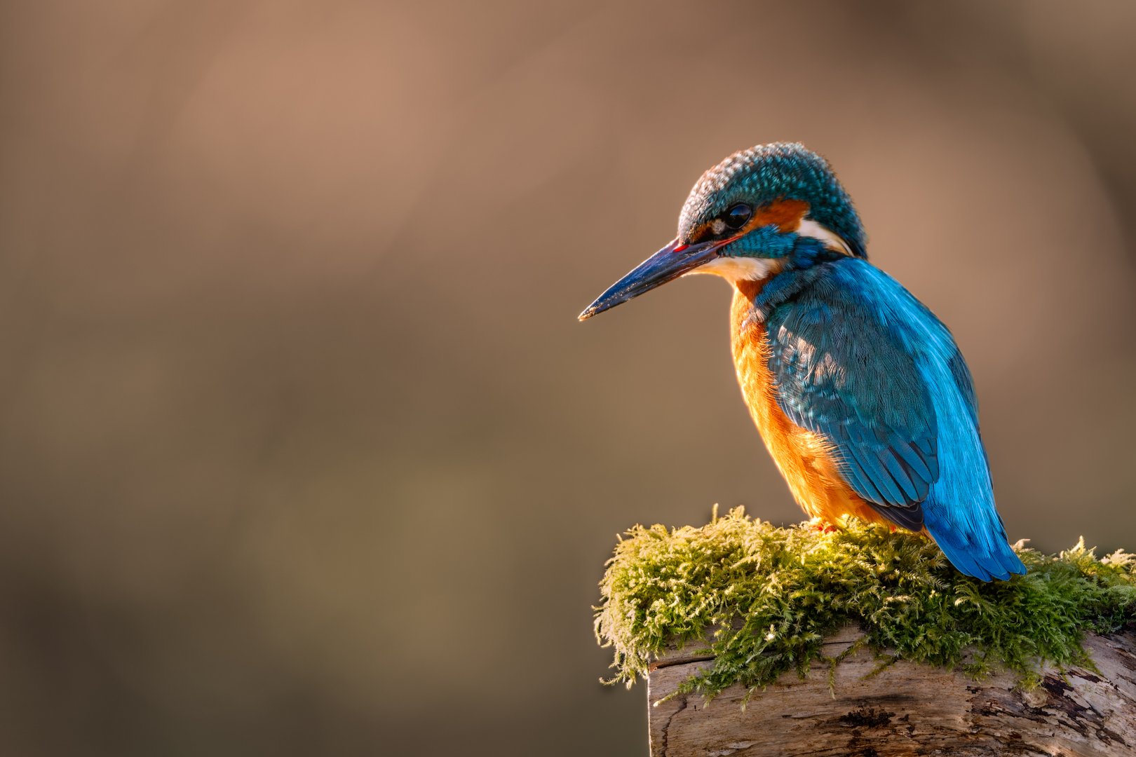 2nd The Watchful Kingfisher by Peter Smith