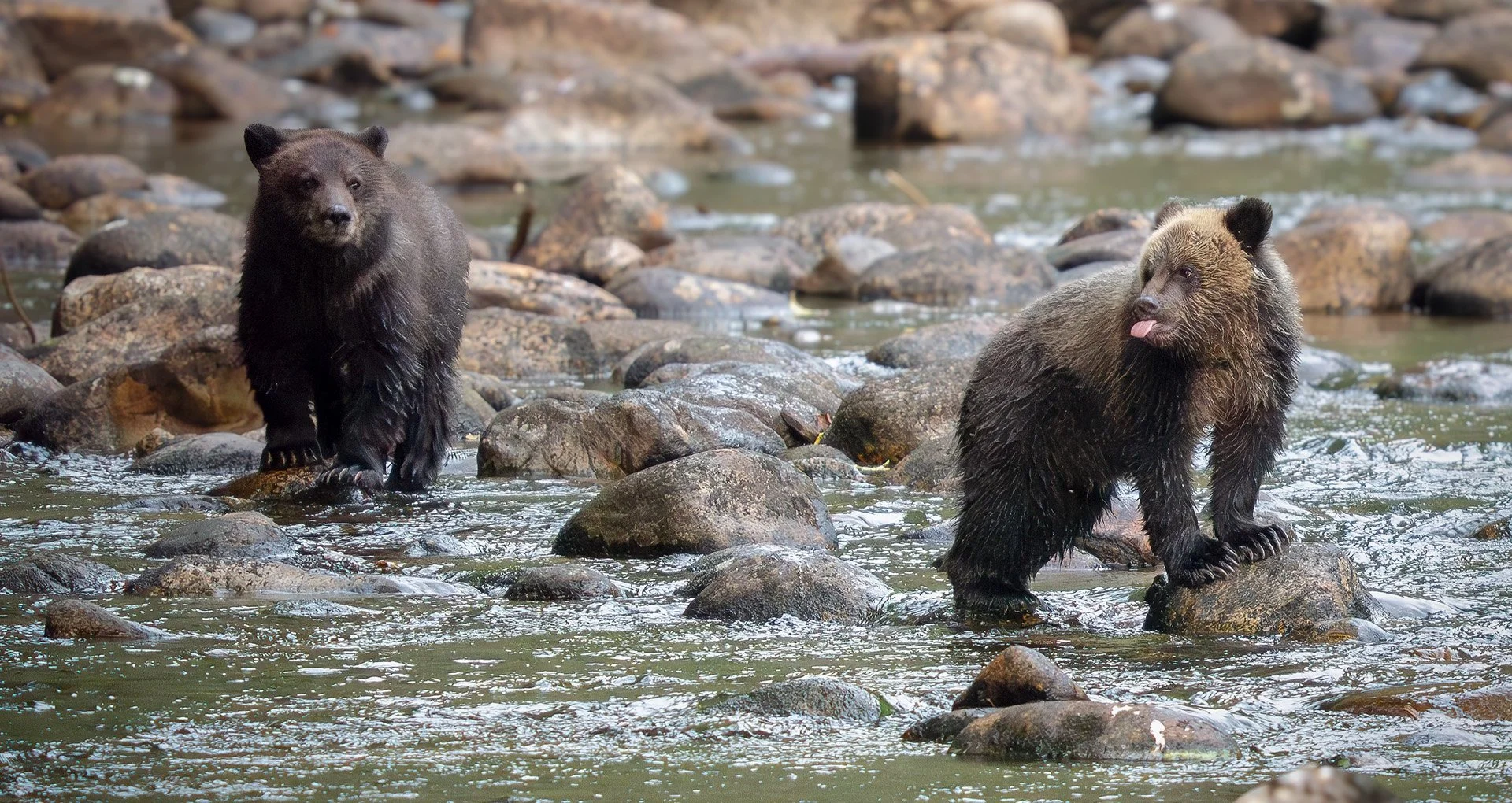 2nd Baby Brown Bear by Nick Jackson