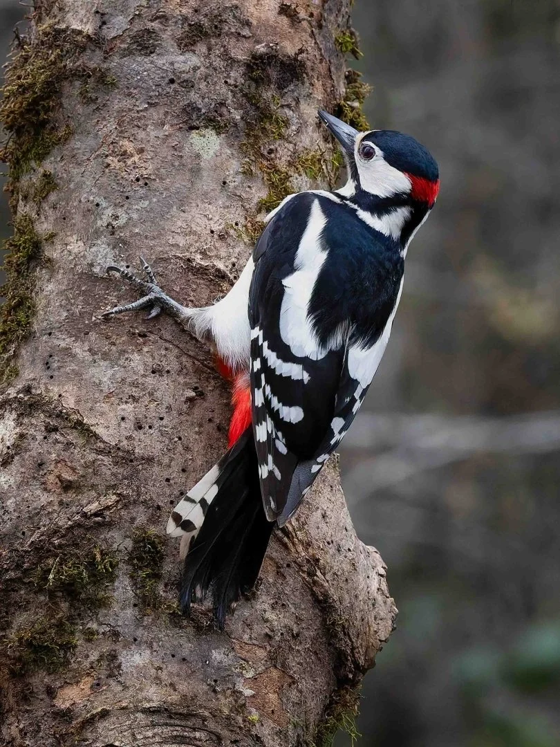 3rd Great Spotted Woodpecker by Nick Jackson