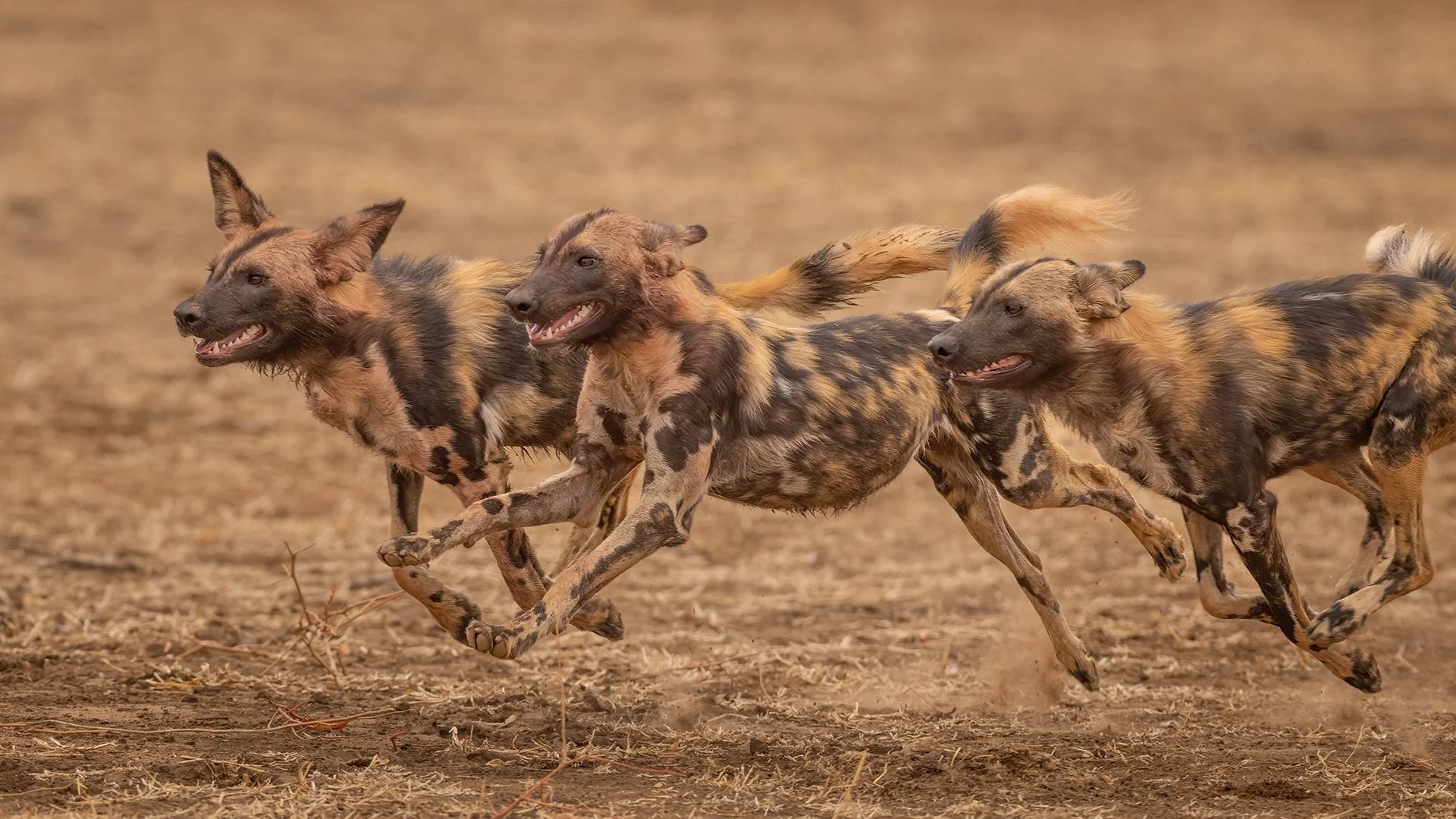 2nd African Wild Dogs Hunting by Robert Harvey