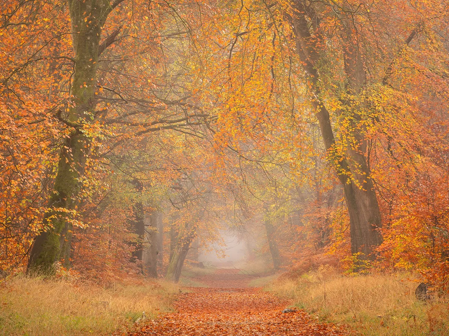 1st Three Oak Hill Drive by Robert Harvey