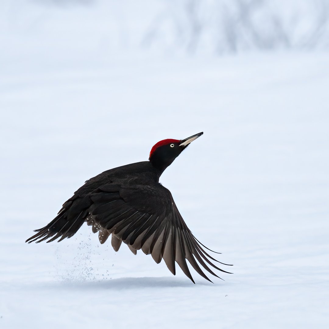 2nd Black Woodpecker Taking Flight by Richard Jones