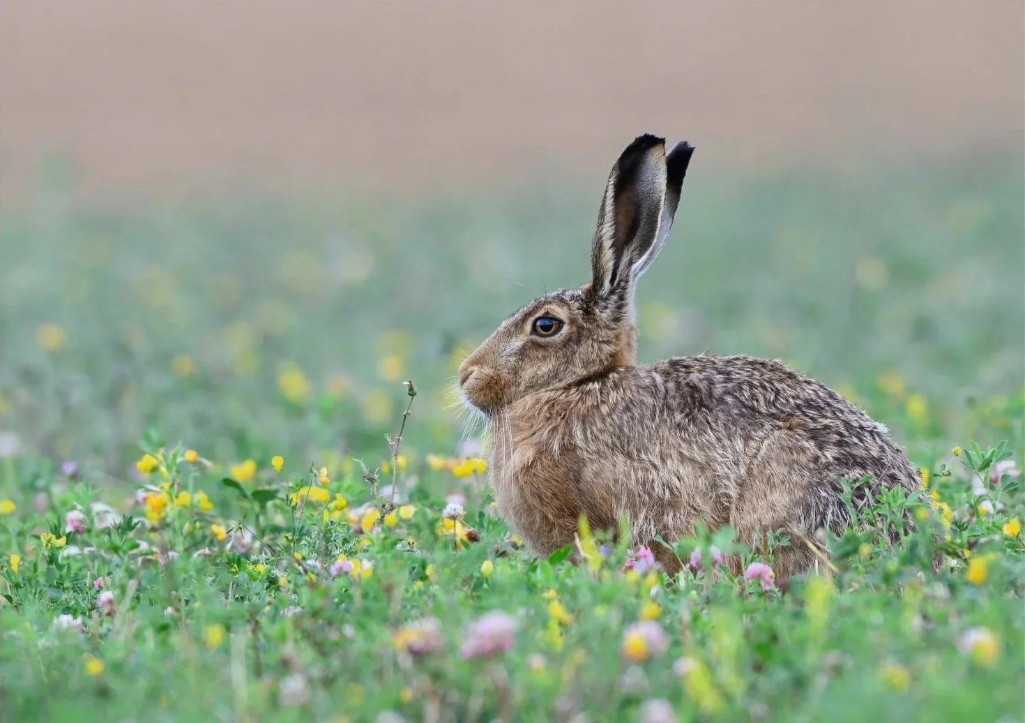 1st Brown Hare by Richard Jones