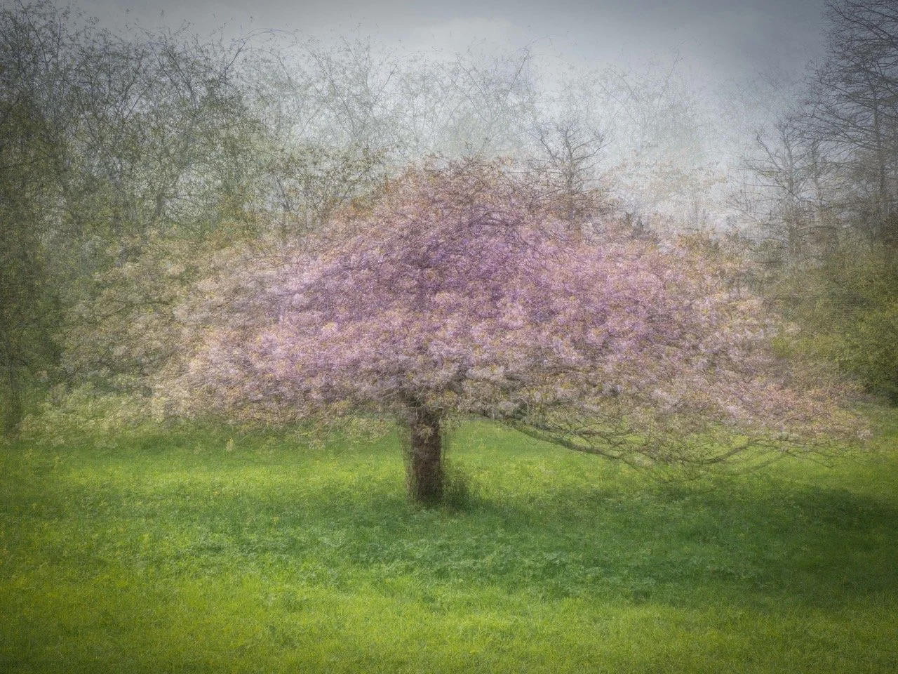Creative Trees and Woodlands