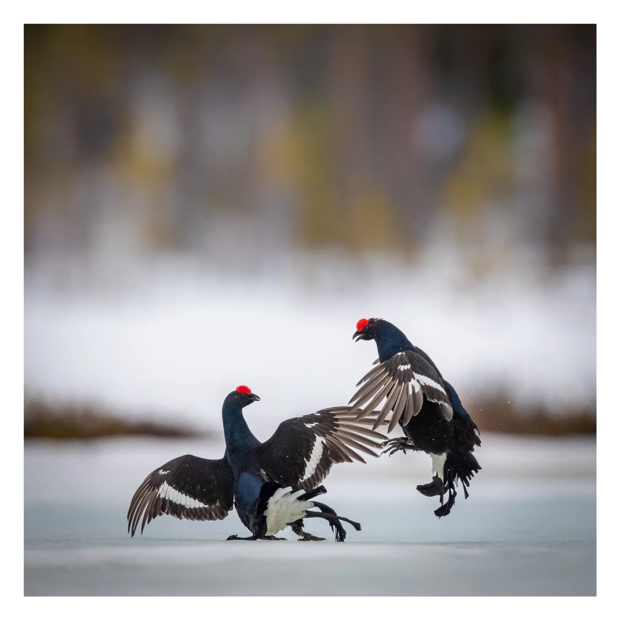 Polar Photography