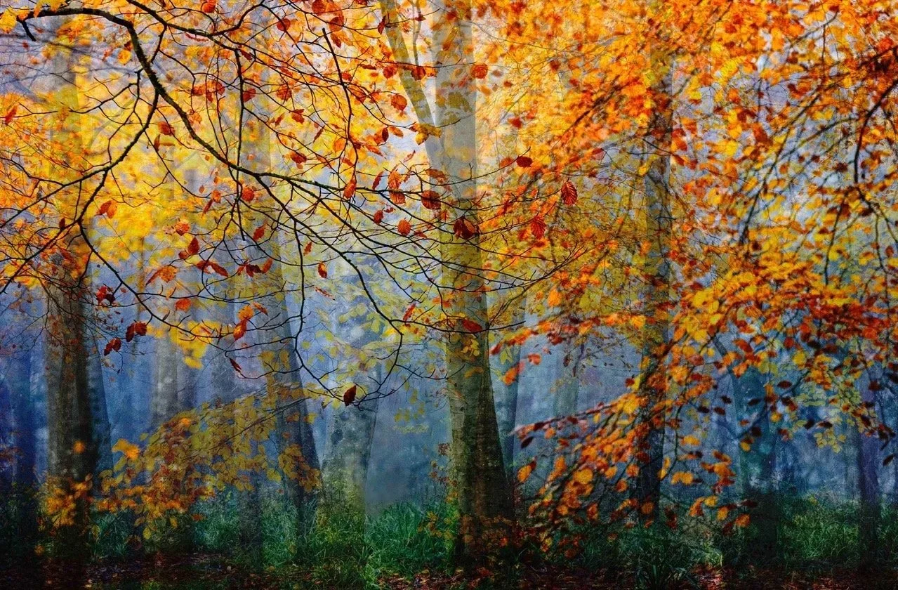 dark+trees+1.jpg