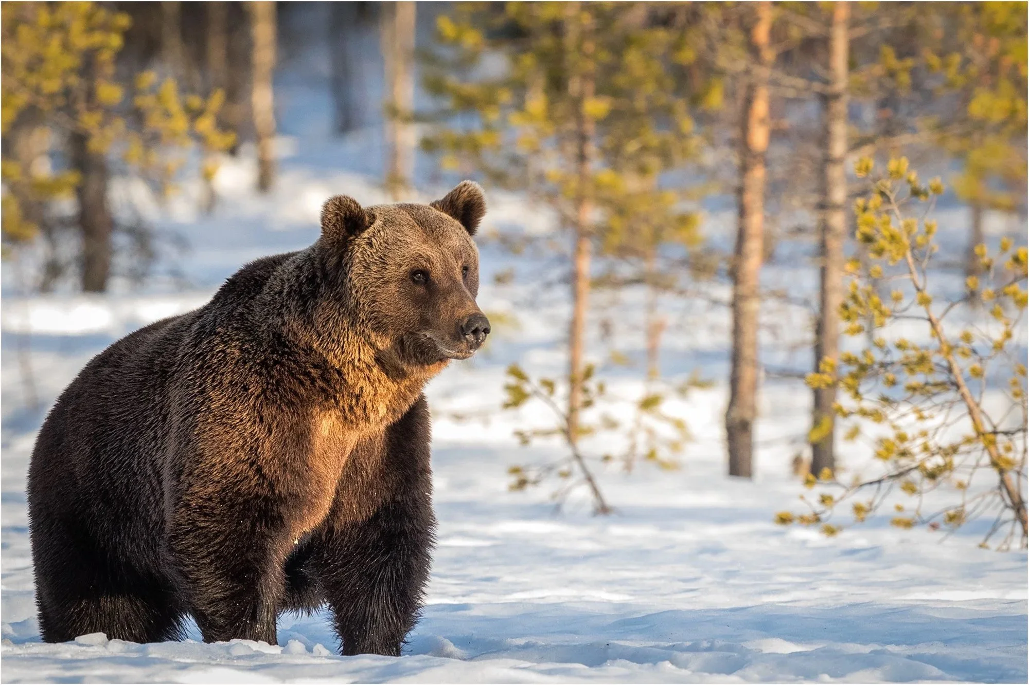 Finalnd+Brown+Brown+Bear.jpg