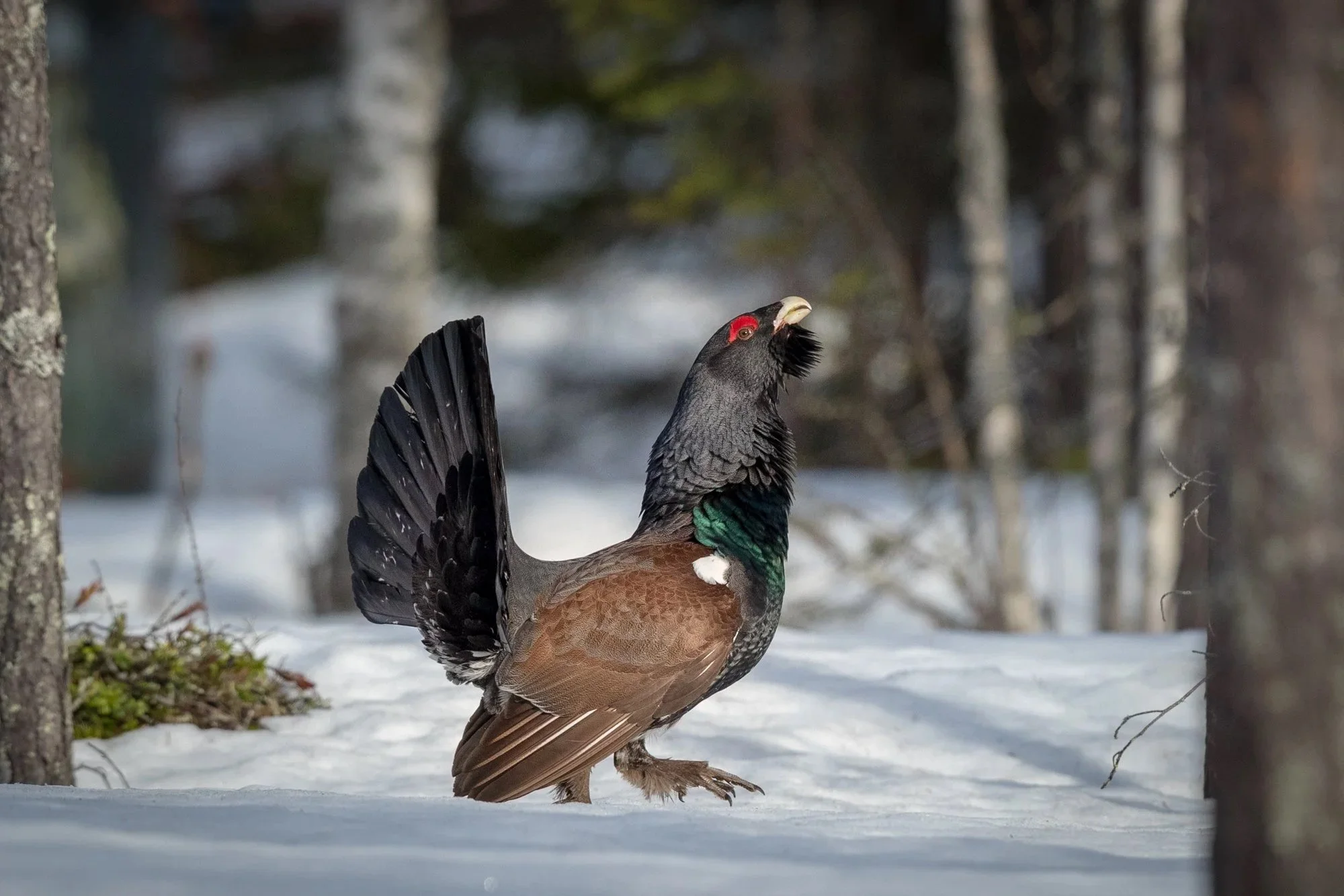 Polar Photography