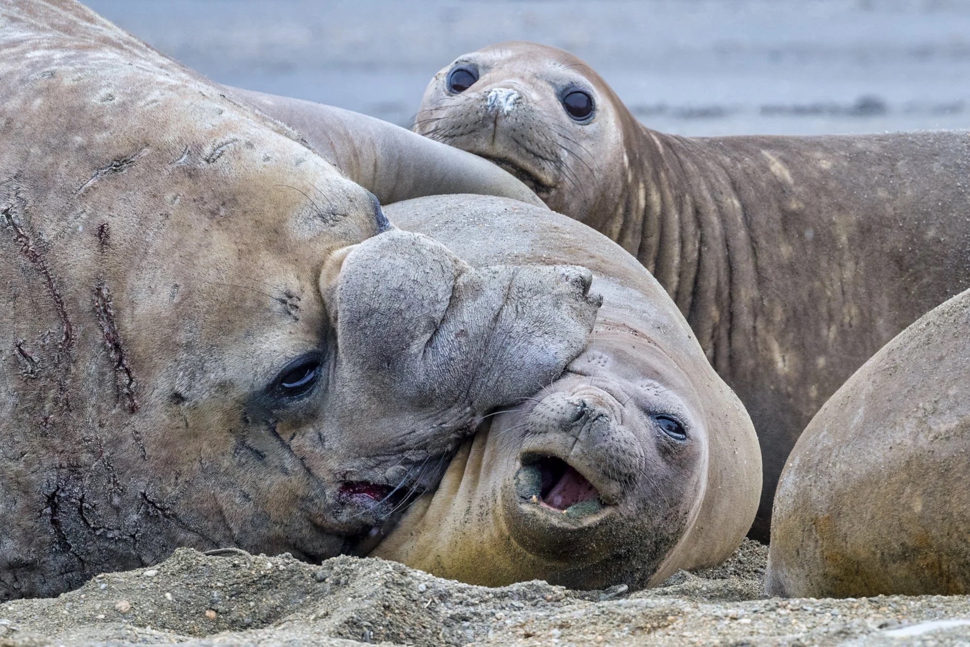 South+Georgia+Elephant+seals.jpg