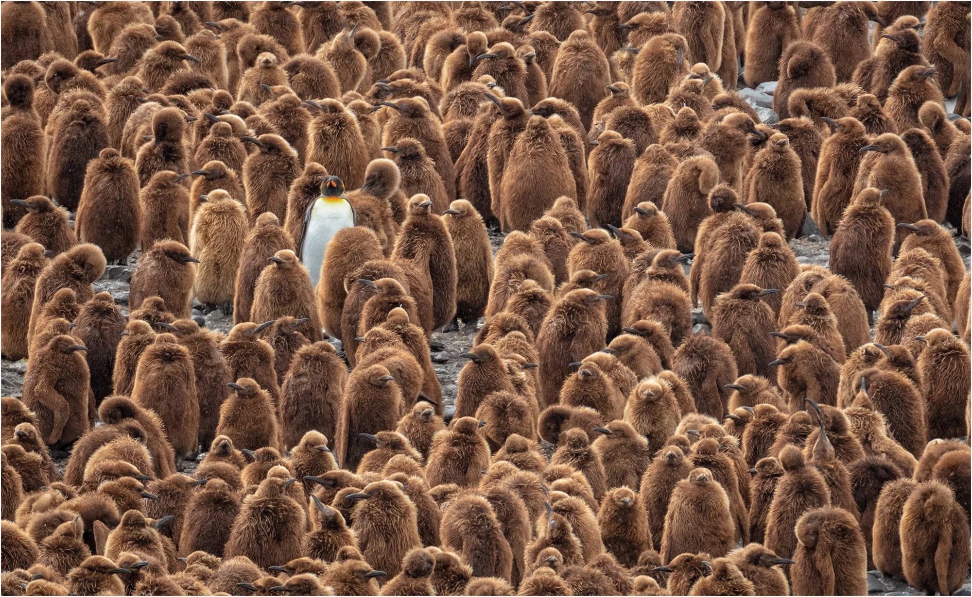 South+Georgia+King+Penguins.jpg