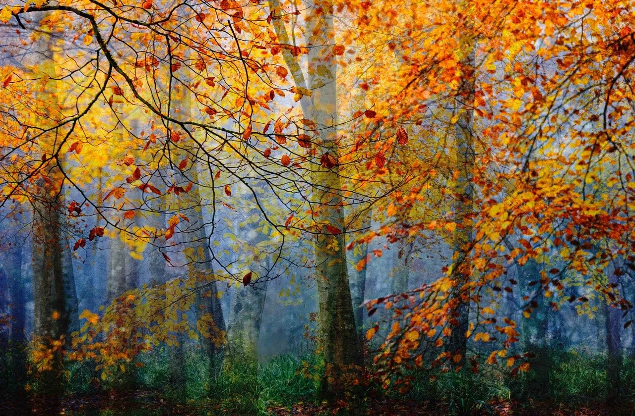 dark trees 1.jpeg