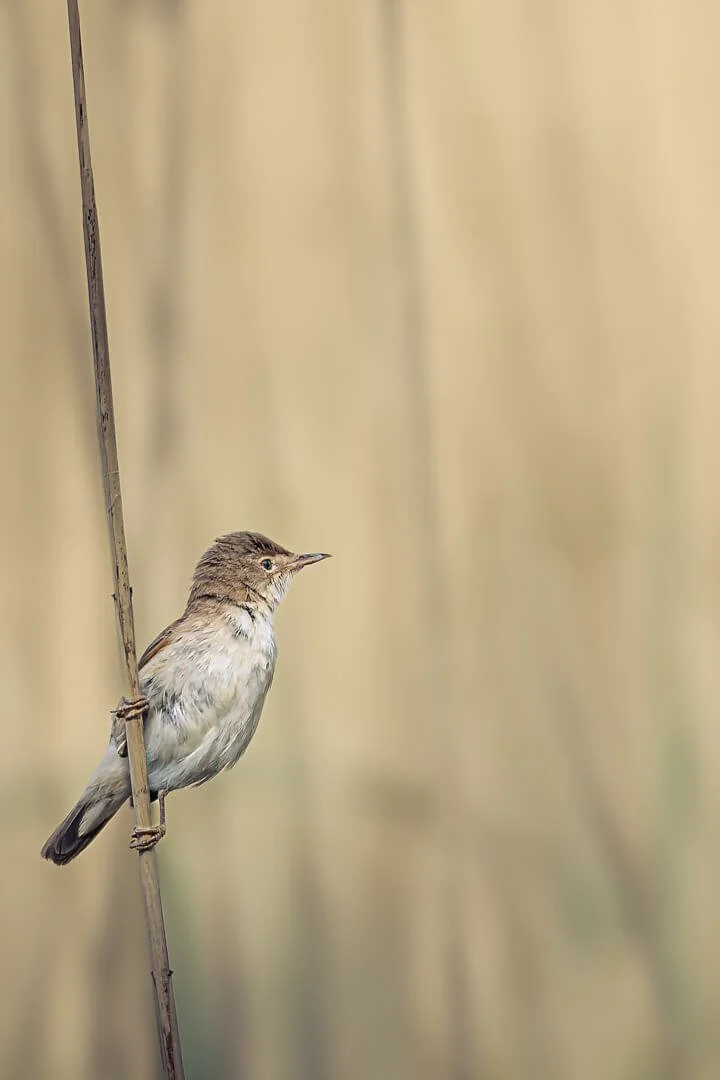 2nd Warbling Reeds.jpg