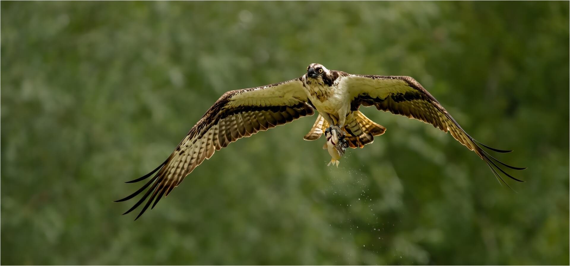3rd Osprey with Catch.jpg