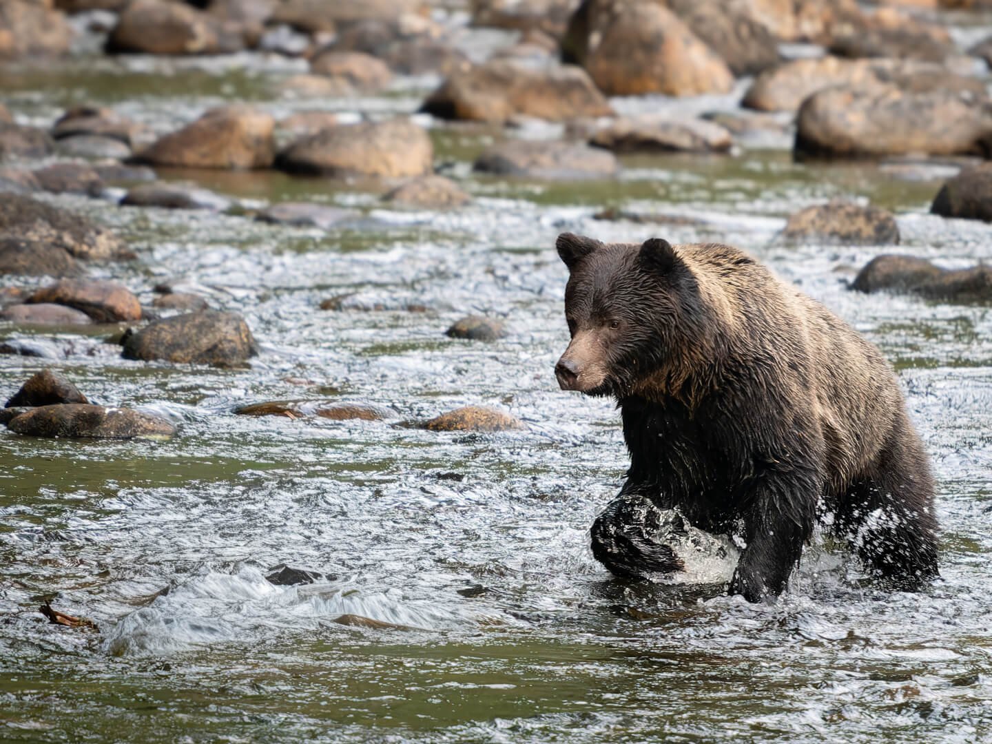 HC Brown Bear Fishing by Nick Jackson