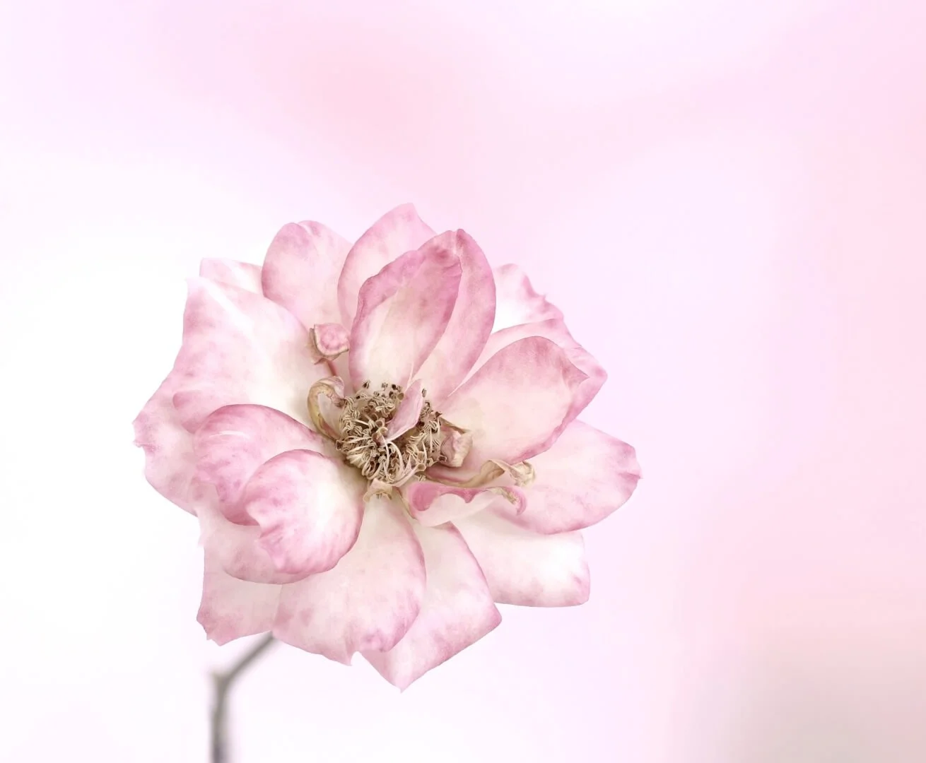HC The Last Rose of Summer by Janet Rutter