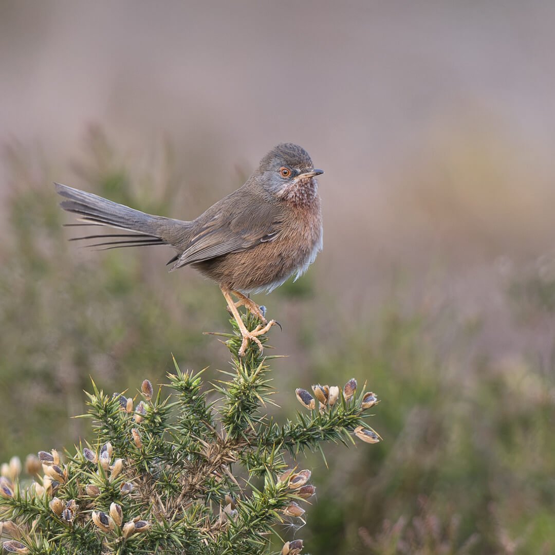 2nd Dartford Warbler perched on Bramble.jpg
