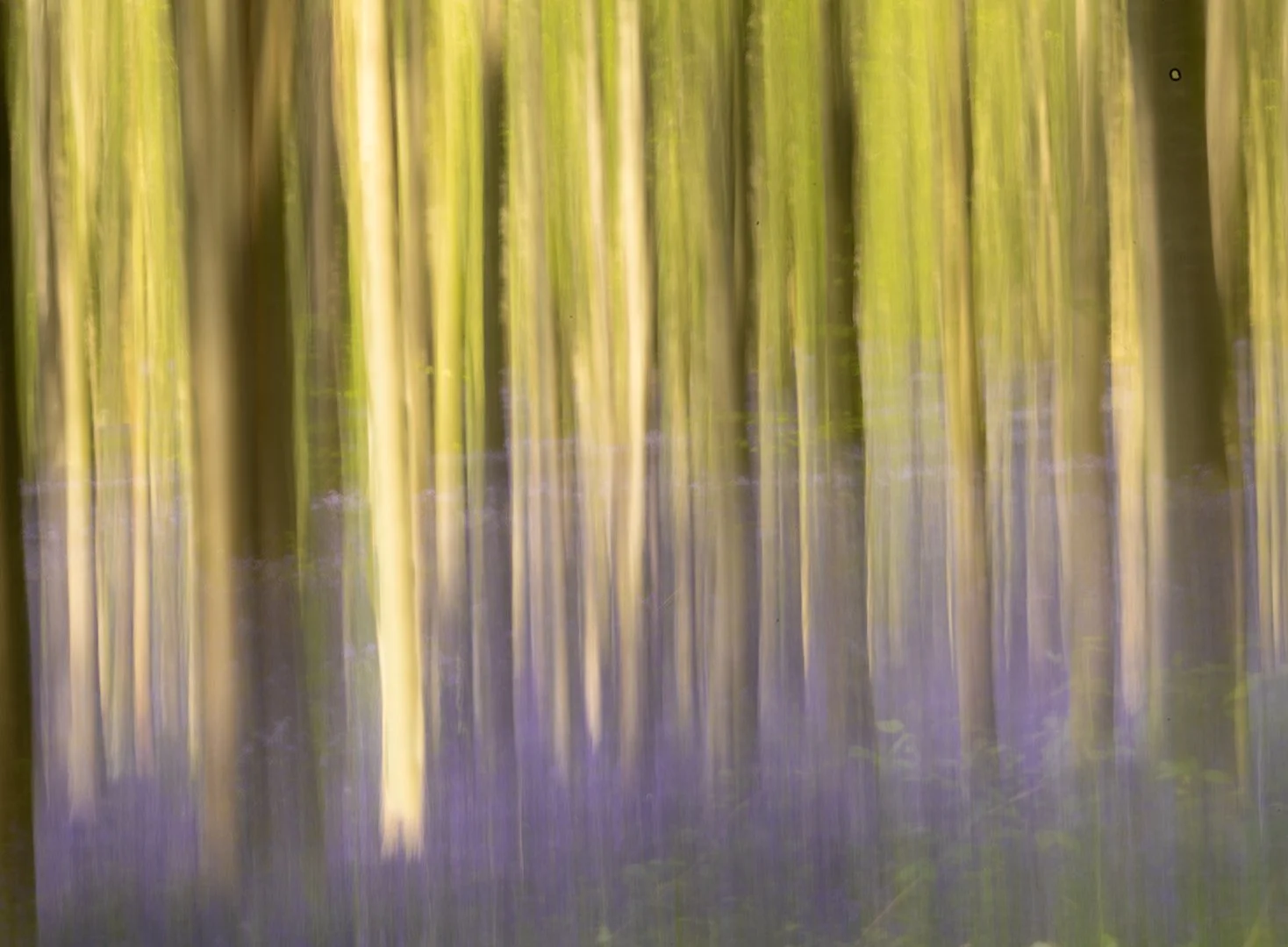 West Woods Bluebells by Caroline Wright