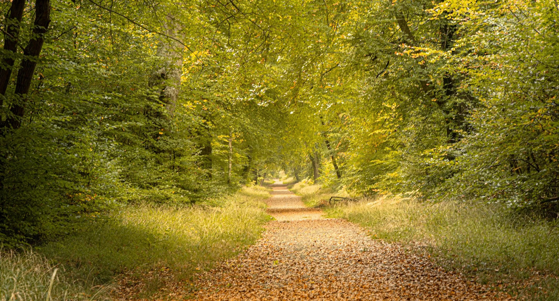 Savernake By Caroline Wright