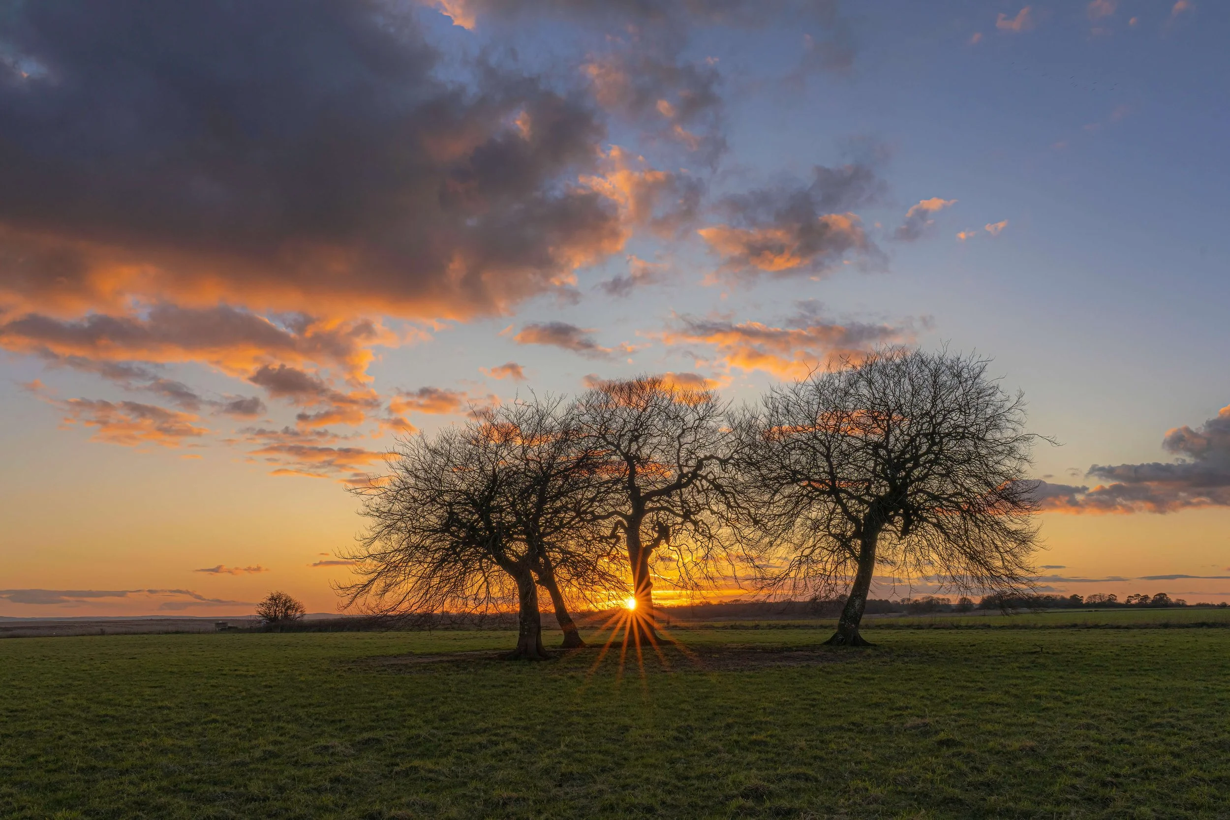Charlton Clump by Vijay Patel