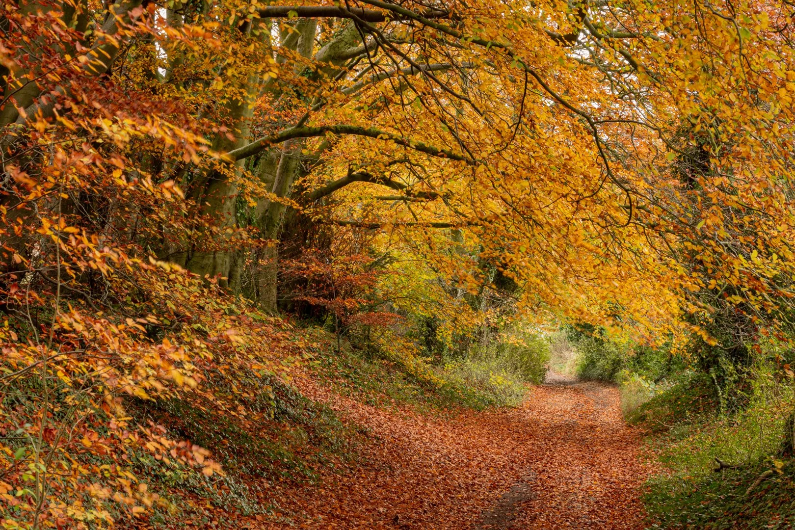 Morgan's Hill by Bridget Codrington