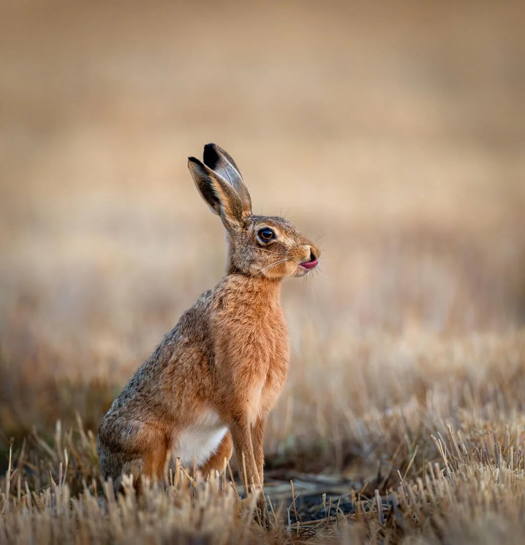 2nd And here's to you... by Gerald Clarke