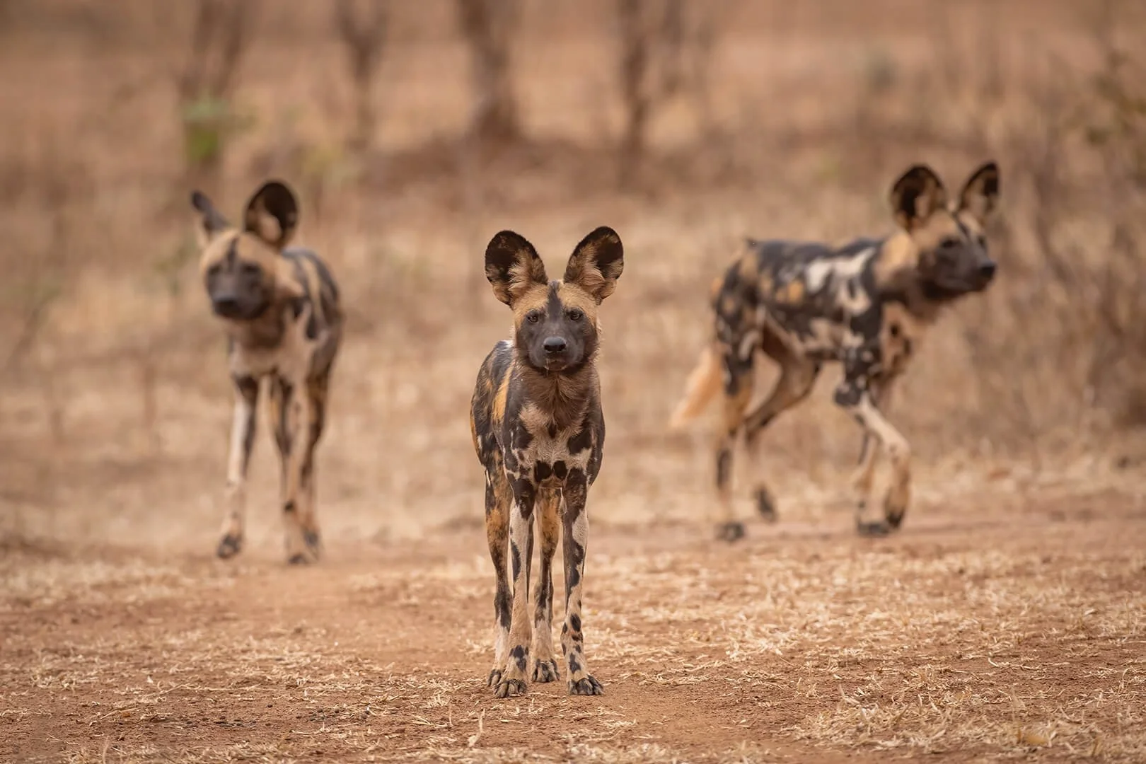 2nd African Wild Dog Trio by Robert Harvey