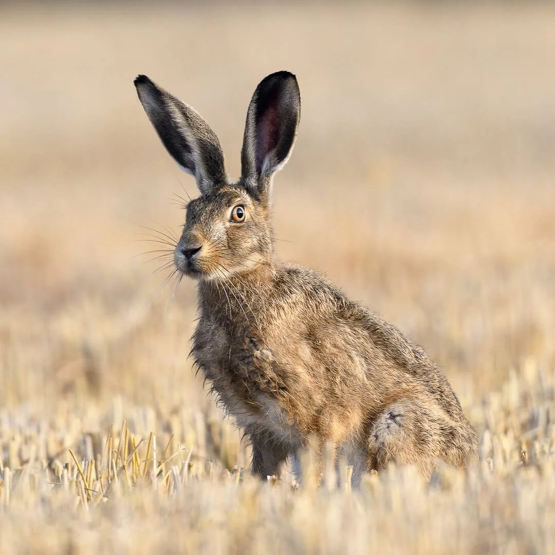 1st Alert Brown Hare by David Wilkinson