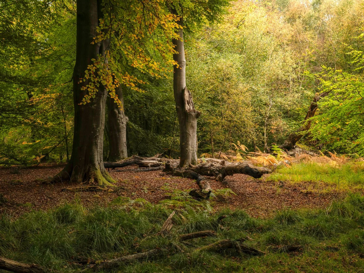 3rd Deep in the forest by Vijay Patel