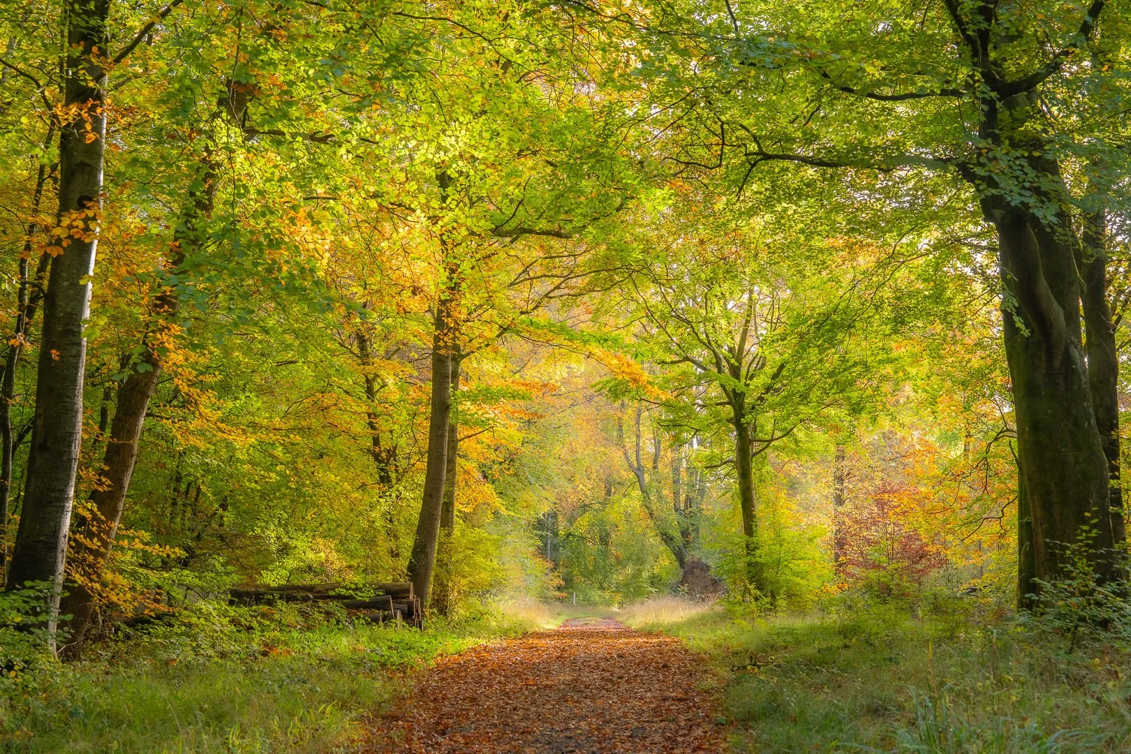 2nd Savernake in autumn by Sandra Foulstone