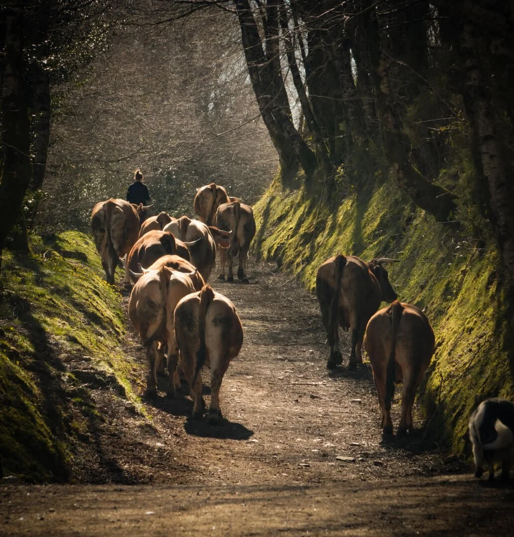 HC Heading Home by Craig Woods
